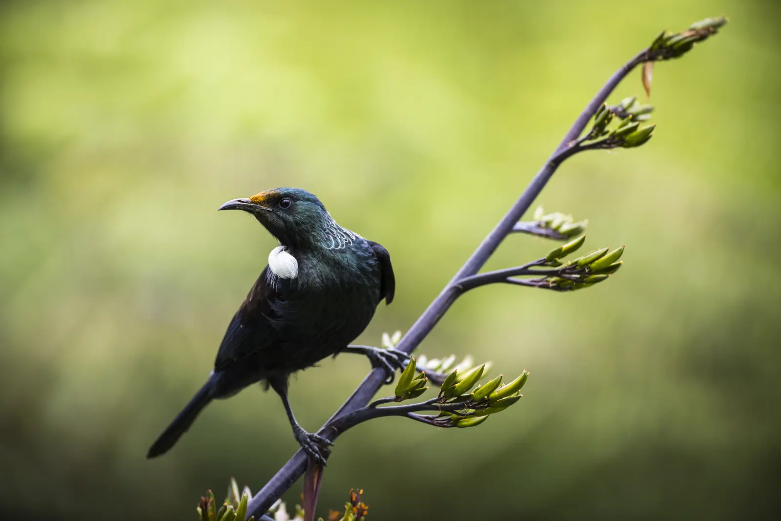 A tūī perched on a flax flower stem